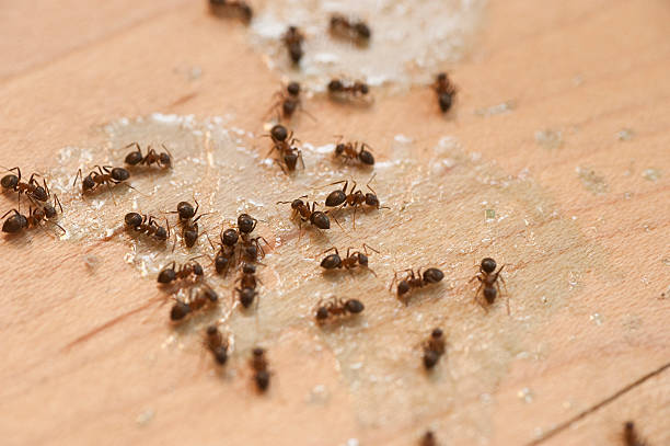 Reliable Coon Rapids, IA Pest Control Solutions